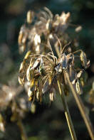 Agapanthus seedheads with low winter sun from behind.